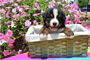 Dustin - puppy for sale