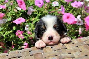 Devon - puppy for sale