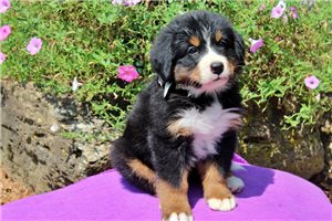 Deacon - Bernese Mountain Dog for sale