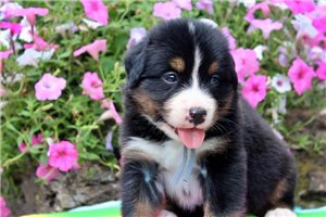 Deacon - puppy for sale