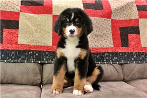 Cleo - Bernese Mountain Dog for sale