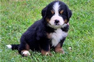 Jessie - Bernese Mountain Dog for sale