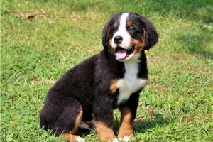 Dudley - Bernese Mountain Dog for sale
