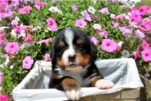Duke - puppy for sale
