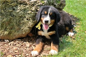 Dottie - Bernese Mountain Dog for sale
