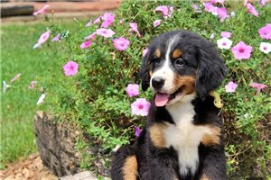 Dottie - Bernese Mountain Dog for sale