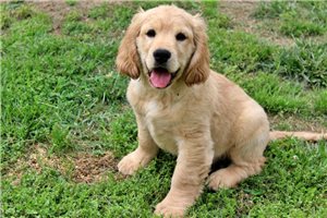 Gabriel - Golden Cocker Retriever for sale