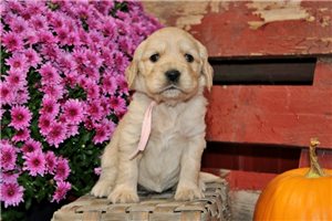 Christa - Golden Cocker Retriever for sale