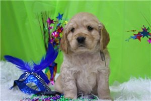 George - Golden Cocker Retriever for sale