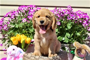 Giovanni - Golden Cocker Retriever for sale