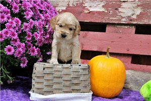 Cudi - Golden Cocker Retriever for sale
