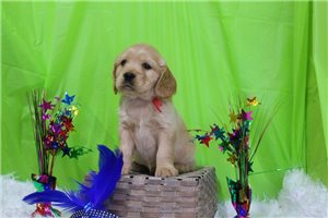 Grayson - Golden Cocker Retriever for sale