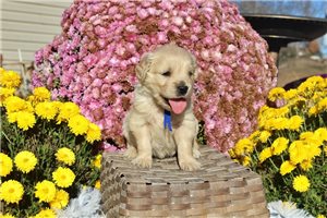 Sullivan - Golden Cocker Retriever for sale