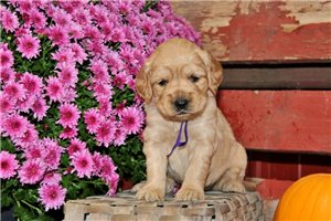 Chloe, a Golden Cocker Retriever puppy