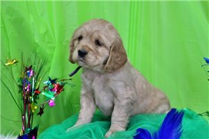 Grace - Golden Cocker Retriever for sale