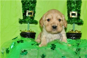George - puppy for sale