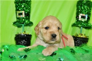 Grayson - Golden Cocker Retriever for sale