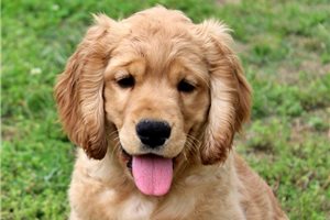 George - Golden Cocker Retriever for sale