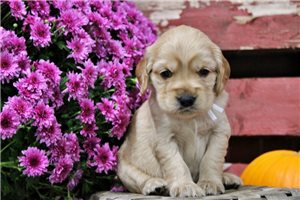 Cruz, a Golden Cocker Retriever puppy