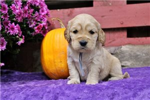 Cyrus - Golden Cocker Retriever for sale