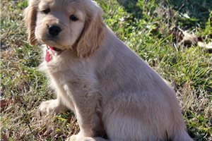 Sitka - puppy for sale