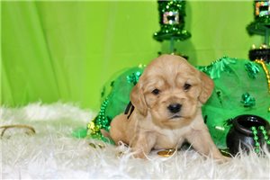 Giovanni - puppy for sale