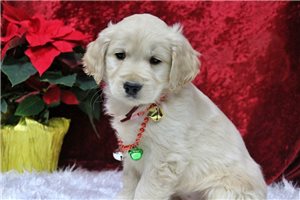 Samuel - Golden Cocker Retriever for sale