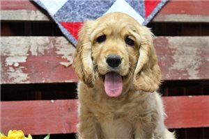 George - Golden Cocker Retriever for sale