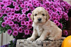 Cray - puppy for sale