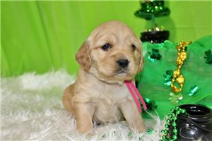 Gianna - puppy for sale