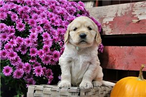 Cherie - Golden Cocker Retriever for sale