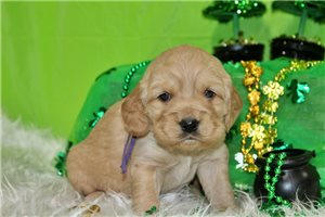 Grace - puppy for sale