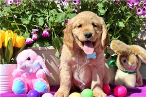 George - Golden Cocker Retriever for sale
