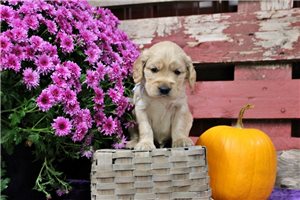 Cubby - Golden Cocker Retriever for sale