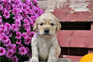 ChiChi, a Golden Cocker Retriever puppy