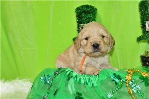 Genesis - puppy for sale