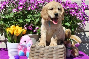 Gabriel - Golden Cocker Retriever for sale
