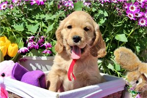 Grayson - Golden Cocker Retriever for sale