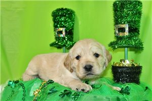 Gabriel - puppy for sale