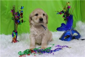 Gabriel - Golden Cocker Retriever for sale