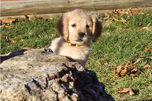 Slink - puppy for sale