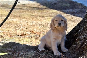 Shasta - puppy for sale