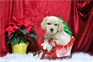 Simon - Golden Cocker Retriever for sale