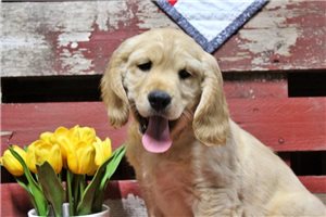 Gabriel - puppy for sale