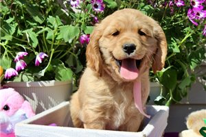 Grace - Golden Cocker Retriever for sale