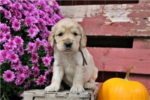 Crawford - puppy for sale