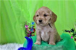 Giovanni - Golden Cocker Retriever for sale