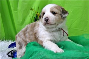 Genevieve - Great Bernese for sale