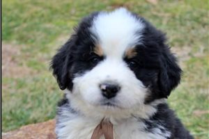 Kline - puppy for sale
