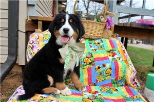 Kash - Great Bernese for sale